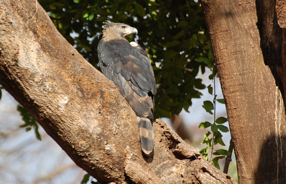 Tanzania - Rapace